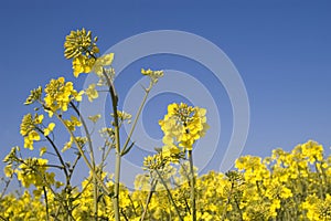 Oilseed