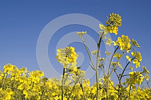 Oilseed