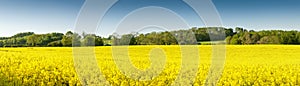 Oilseed Rape, Canola, Biodiesel Crop