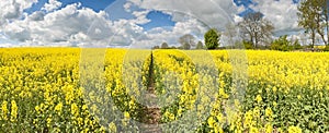 Oilseed Rape, Canola, Biodiesel Crop