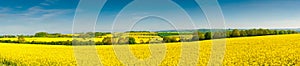 Oilseed Rape, Canola, Biodiesel Crop