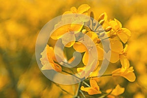 Oilseed rape crop in bloom, closeup of yellow flower