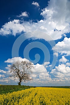 Oilseed crop and blue sky
