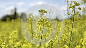 Oilseed rape, crop grown for oilseeds, mainly used for oil production