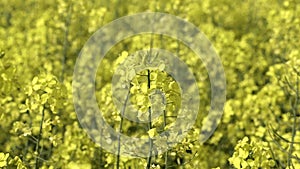 Oilseed rape, crop grown for oilseeds, mainly used for oil production