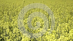 Oilseed rape, crop grown for oilseeds, mainly used for oil production