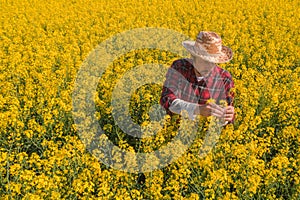 Oilseed rape farmer examining crop flowers in field