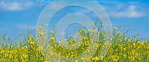 Oilseed rape field blooming