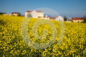 Oilseed rape field close to the village