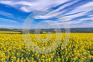 Oilseed Rape Field Flowering Rapeseed Plants