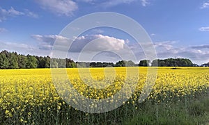 Oilseed field