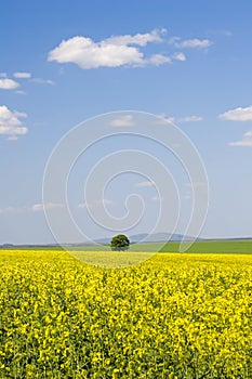 Oilseed field during summer with blue sky