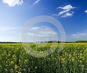 Oilseed field during sunny spring day