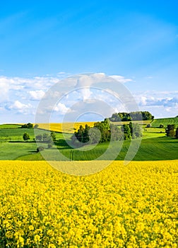 Oilseed rape field with trees against blue sky. Rural, countryside landscape. Panoramic view of colza flowers on farmland.