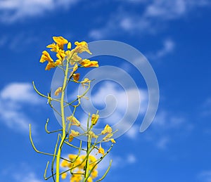 Oilseed flowers