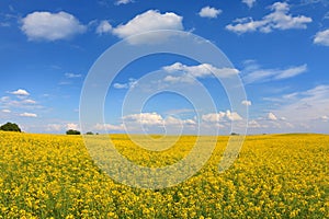 Oilseed flowers