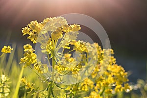 Oilseed