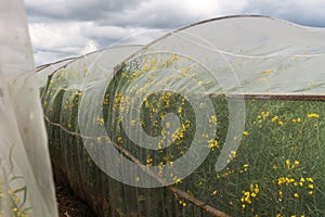 Oilseed rape growth in protective mesh netting greenhouse