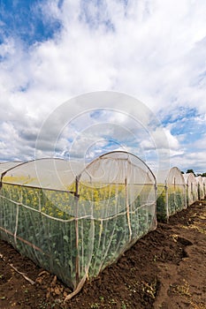 Oilseed rape growth in protective mesh netting greenhouse