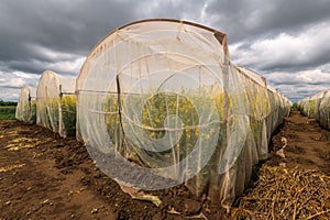 Oilseed rape growth in protective mesh netting greenhouse