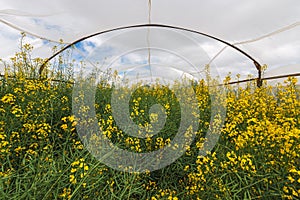 Oilseed rape growth in protective mesh netting greenhouse