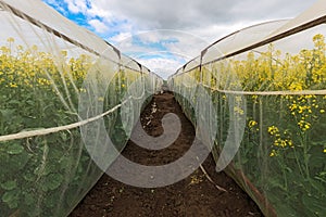 Oilseed rape growth in protective mesh netting greenhouse