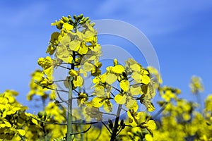 Oilseed - Seed Oil - Farming