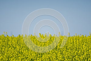 Oilseed yellow flowers with blue sky above