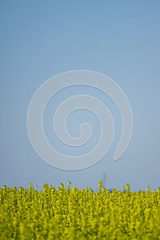 Oilseed yellow flowers with blue sky above