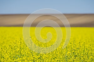 Oilseed yellow flowers with uncultivated fien in background