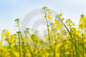 Oilseed Rapeseed Flower Close up in Cultivated Agricultural Field