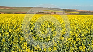 Oilseed Rapeseed Flowers in Cultivated Agricultural Field, Crop Protection Agrotech Concept