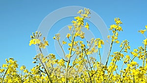 Oilseed Rapeseed Flowers in Cultivated Agricultural Field, Crop Protection Agrotech Concept