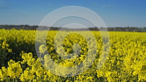 Oilseed Rapeseed Flowers in Cultivated Agricultural Field, Crop Protection Agrotech Concept