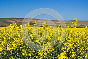 Oilseed Rapeseed Flowers in Cultivated Agricultural Field photo