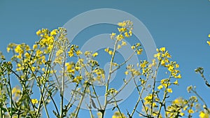 Oilseed Rapeseed Flowers in Cultivated Agricultural Field, Crop Protection Agrotech Concept