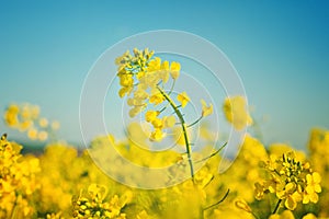 Oilseed Rapeseed Flowers in Cultivated Agricultural Field photo