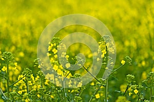 Oilseed Rapseed Flower Close up in Cultivated Agricultural Field photo