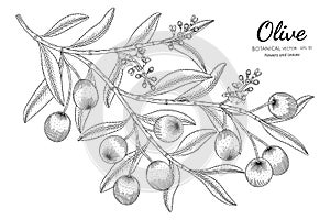 Oilve tree hand drawn botanical illustration with line art on white backgrounds