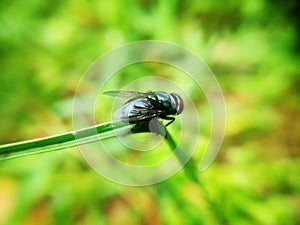 An oily skin fly perched to a grass blade