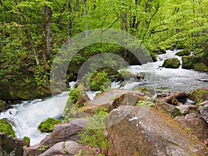 Oirase gorge in fresh green, Aomori, Japan