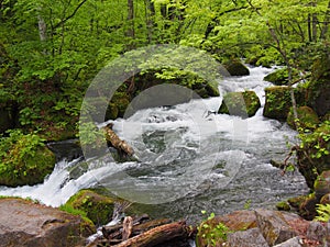 Oirase gorge in fresh green, Aomori, Japan