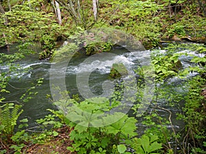 Oirase gorge in fresh green, Aomori, Japan