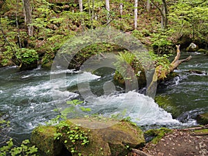 Oirase gorge in fresh green, Aomori, Japan