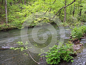 Oirase gorge in fresh green, Aomori, Japan