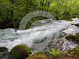 Oirase gorge in fresh green, Aomori, Japan