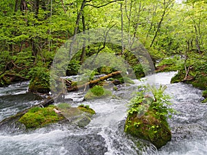 Oirase gorge in fresh green, Aomori, Japan