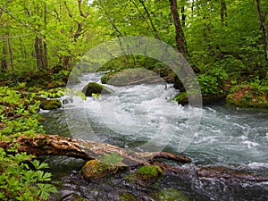 Oirase gorge in fresh green, Aomori, Japan