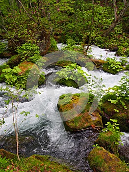 Oirase gorge in fresh green, Aomori, Japan