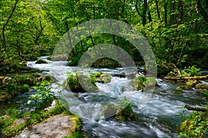 Oirase gorge in fresh green, Aomori, Japan